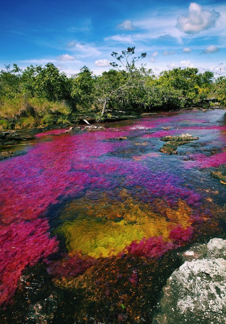 Caño Cristales